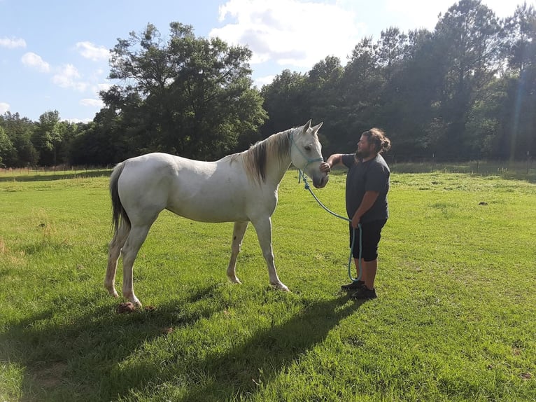 American Quarter Horse Klacz 9 lat 142 cm Siwa in Fort Worth Texas