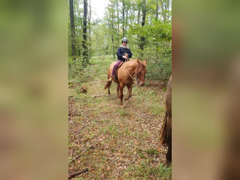 American Quarter Horse Klacz 9 lat 145 cm Bułana in Weilmünster