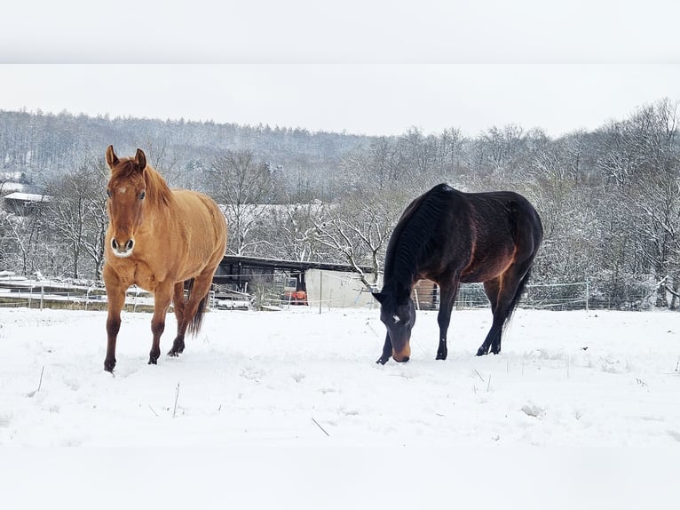 American Quarter Horse Klacz 9 lat 145 cm Bułana in Weilmünster