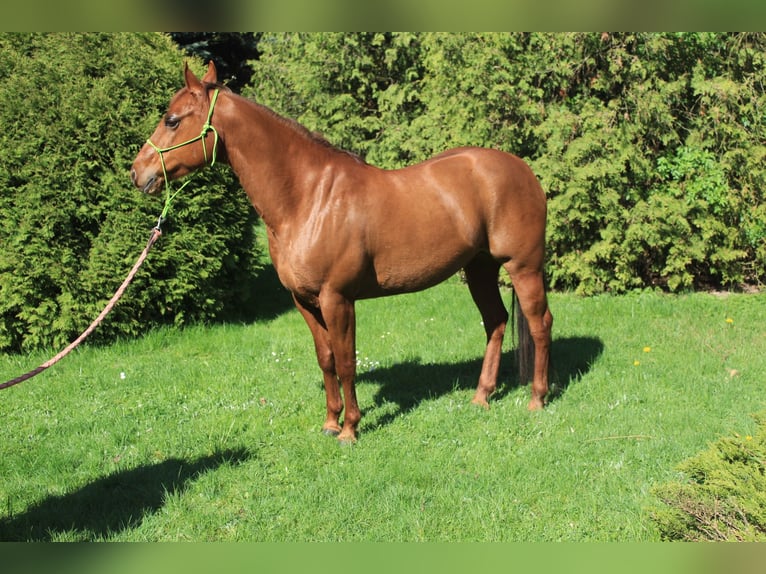 American Quarter Horse Klacz 9 lat 145 cm Kasztanowata in Koluszki