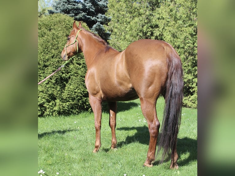 American Quarter Horse Klacz 9 lat 145 cm Kasztanowata in Koluszki