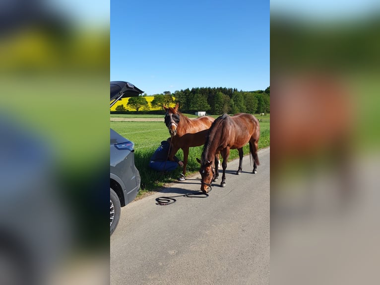 American Quarter Horse Klacz 9 lat 146 cm Gniada in Hofbieber