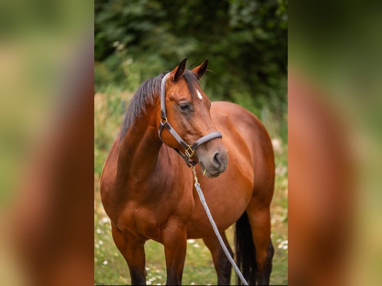 American Quarter Horse Klacz 9 lat 146 cm Gniada in Hofbieber