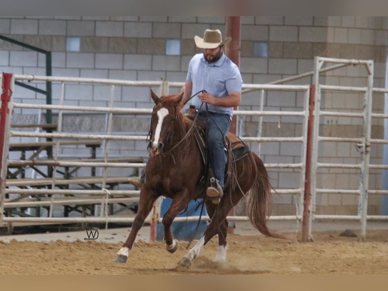 American Quarter Horse Klacz 9 lat 147 cm Cisawa in Groveton