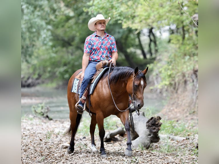 American Quarter Horse Klacz 9 lat 147 cm Gniada in Buffalo