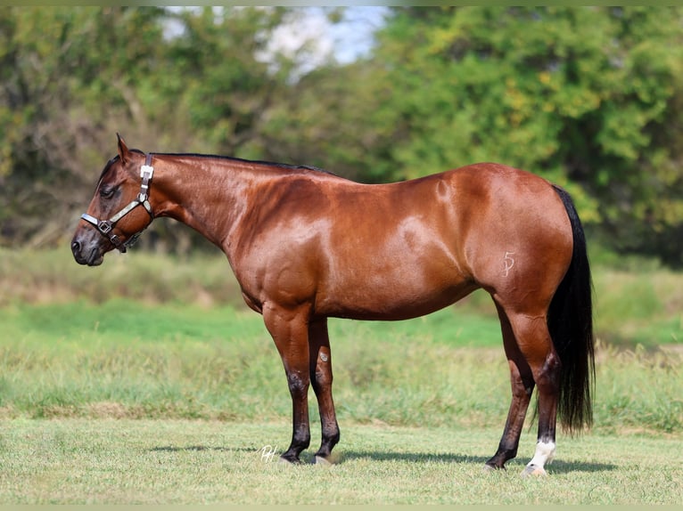 American Quarter Horse Klacz 9 lat 147 cm Gniada in Buffalo