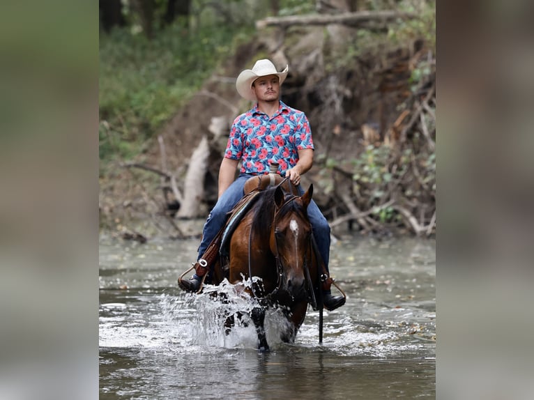 American Quarter Horse Klacz 9 lat 147 cm Gniada in Buffalo