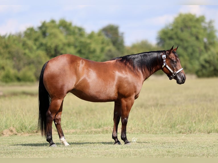 American Quarter Horse Klacz 9 lat 147 cm Gniada in Buffalo
