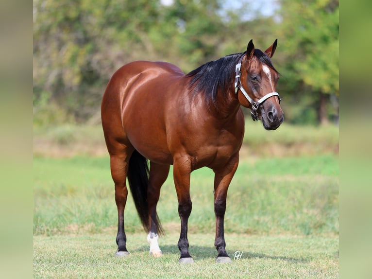 American Quarter Horse Klacz 9 lat 147 cm Gniada in Buffalo