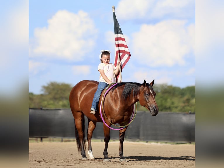 American Quarter Horse Klacz 9 lat 147 cm Gniada in Buffalo