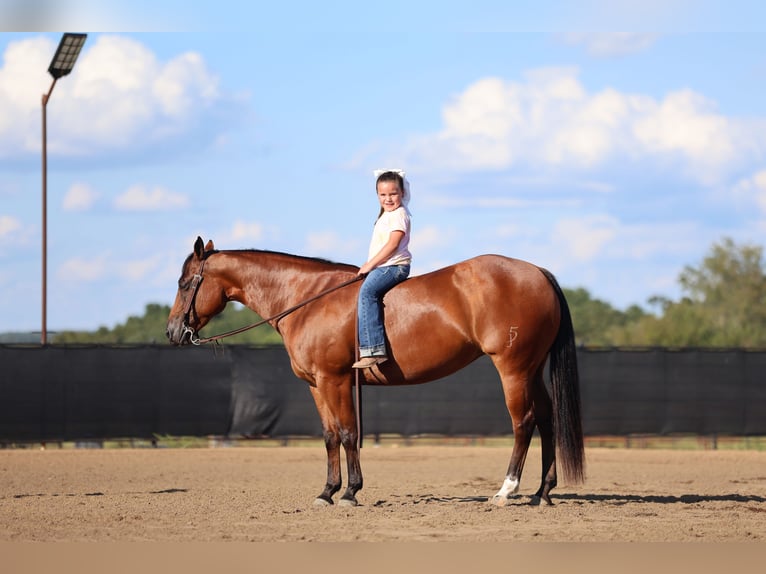 American Quarter Horse Klacz 9 lat 147 cm Gniada in Buffalo