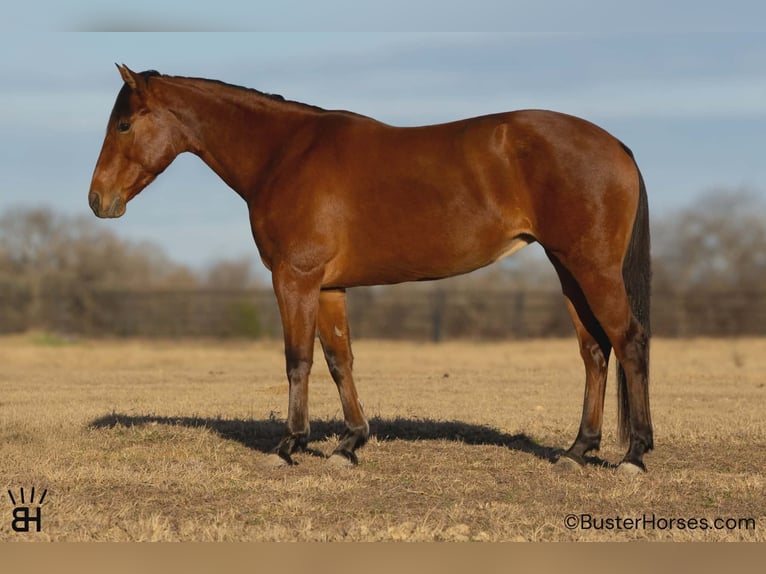 American Quarter Horse Klacz 9 lat 147 cm Gniada in Weatherford