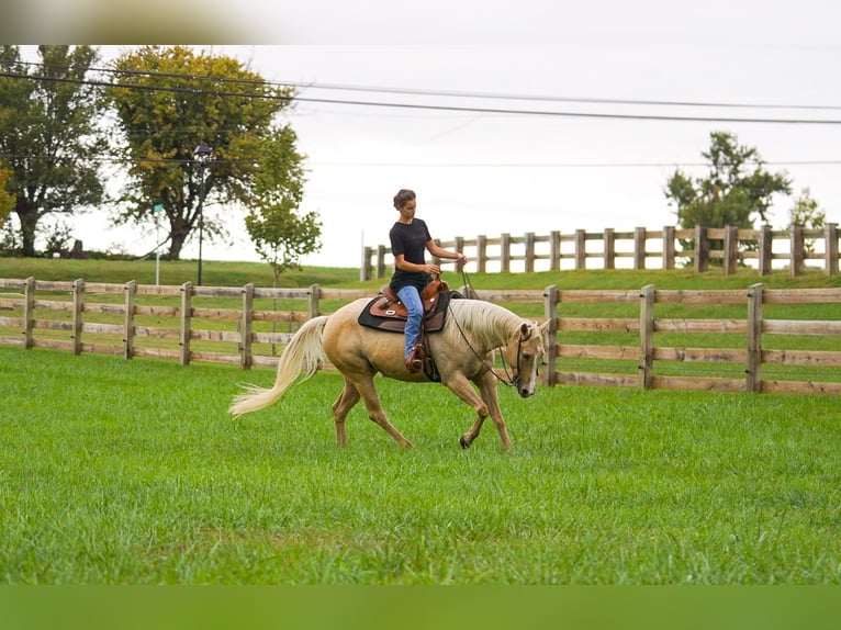 American Quarter Horse Klacz 9 lat 147 cm Izabelowata in Gordonville