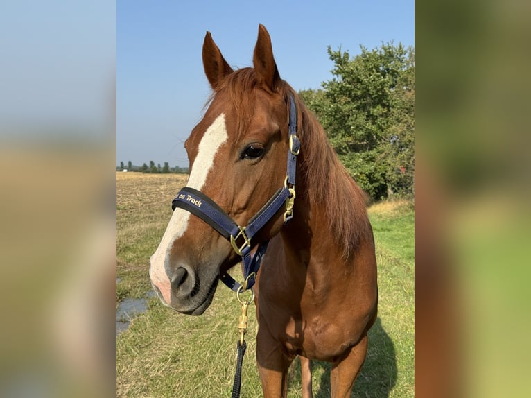 American Quarter Horse Klacz 9 lat 147 cm Kasztanowata in Großpösna