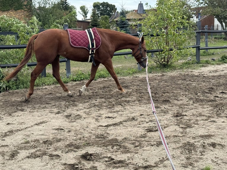 American Quarter Horse Klacz 9 lat 147 cm Kasztanowata in Großpösna