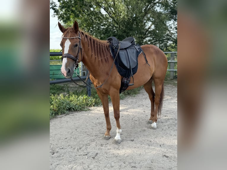 American Quarter Horse Klacz 9 lat 147 cm Kasztanowata in Großpösna