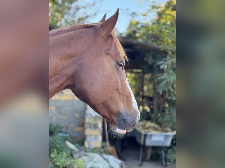 American Quarter Horse Klacz 9 lat 147 cm Kasztanowata in Großpösna