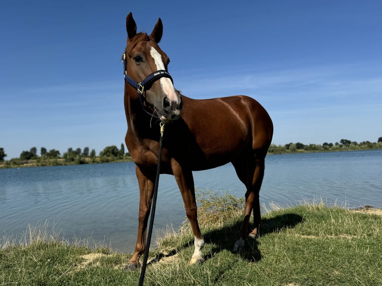 American Quarter Horse Klacz 9 lat 147 cm Kasztanowata in Großpösna