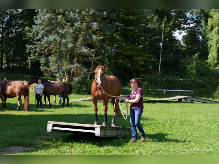 American Quarter Horse Klacz 9 lat 147 cm Kasztanowata in Rhede