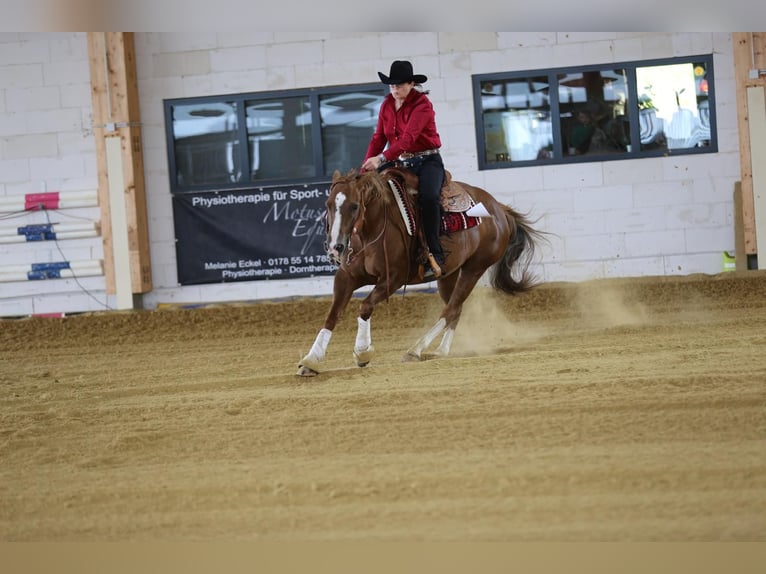 American Quarter Horse Klacz 9 lat 147 cm Kasztanowata in Rhede