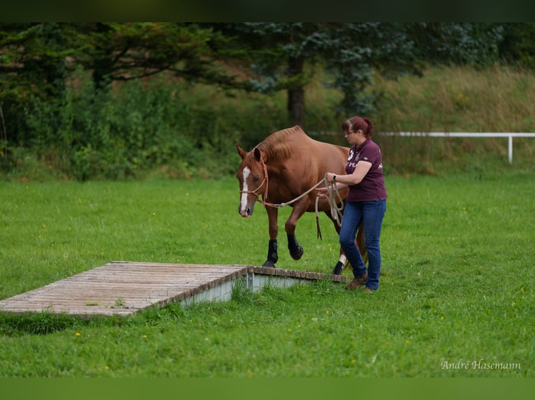 American Quarter Horse Klacz 9 lat 147 cm Kasztanowata in Rhede