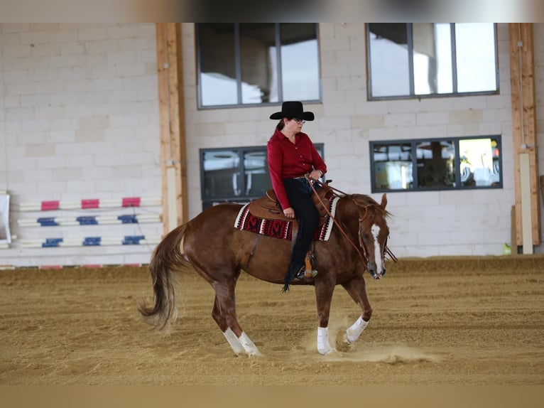 American Quarter Horse Klacz 9 lat 147 cm Kasztanowata in Rhede