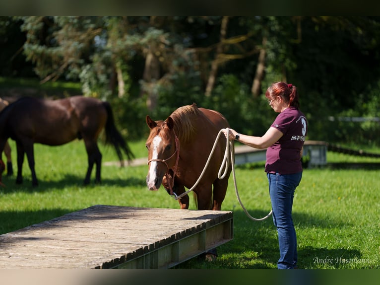 American Quarter Horse Klacz 9 lat 147 cm Kasztanowata in Rhede