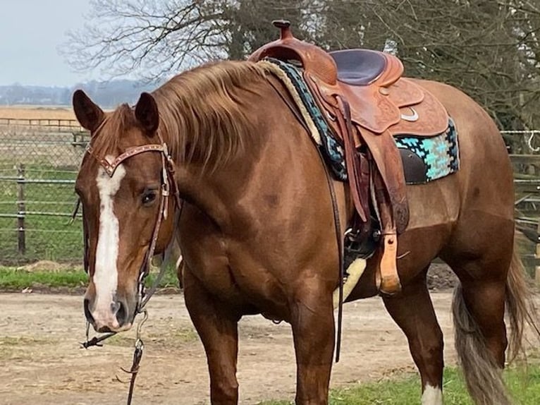 American Quarter Horse Klacz 9 lat 147 cm Kasztanowata in Rhede