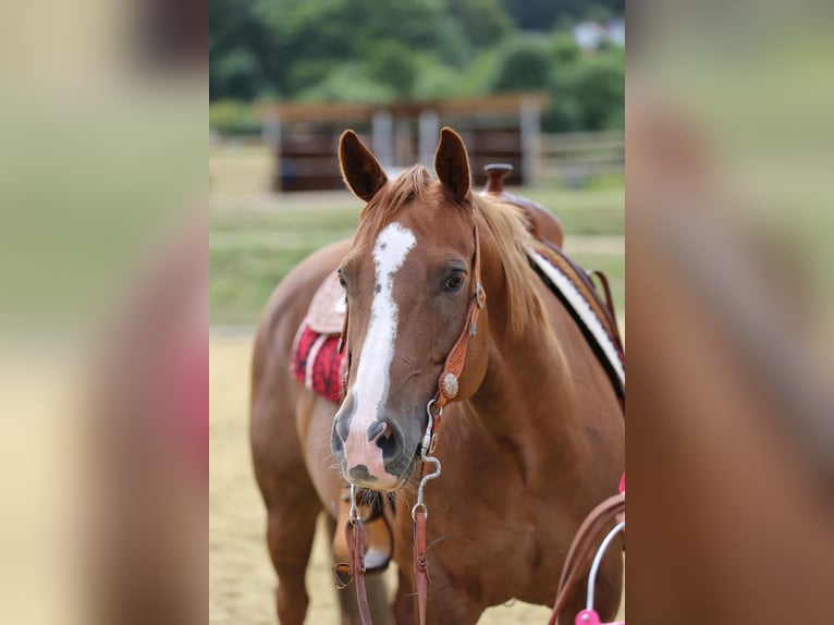 American Quarter Horse Klacz 9 lat 147 cm Kasztanowata in Rhede