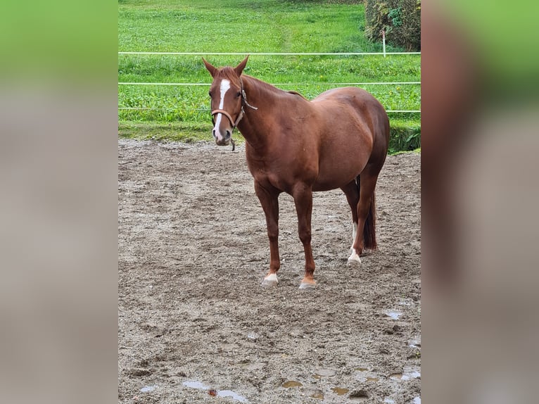 American Quarter Horse Klacz 9 lat 148 cm Kasztanowata in 5166 Perwang am Grabensee