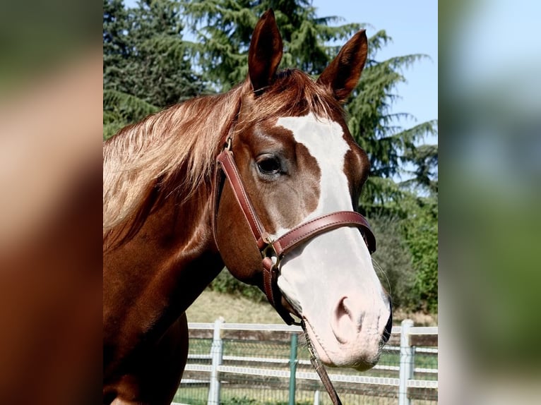 American Quarter Horse Klacz 9 lat 148 cm Kasztanowata in Eurasburg