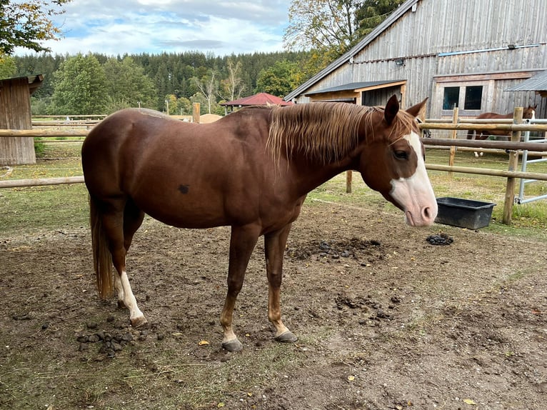 American Quarter Horse Klacz 9 lat 148 cm Kasztanowata in Eurasburg