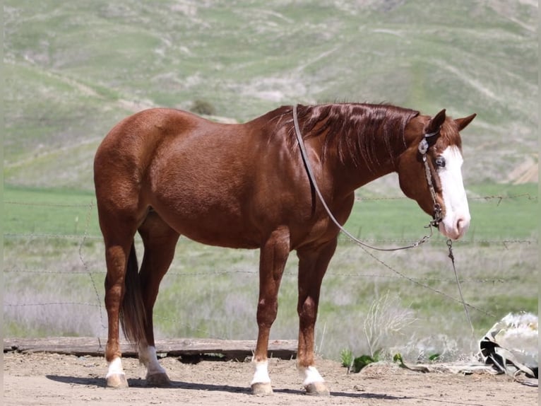 American Quarter Horse Klacz 9 lat 150 cm Ciemnokasztanowata in Paicines CA