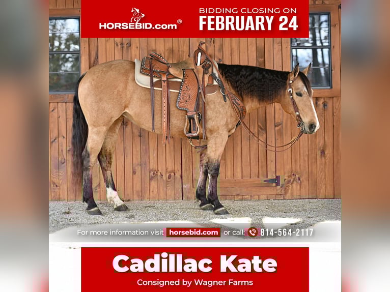 American Quarter Horse Klacz 9 lat 150 cm Jelenia in Clarion, PA