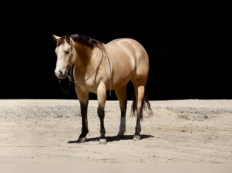 American Quarter Horse Klacz 9 lat 150 cm Jelenia in Tres Pinos