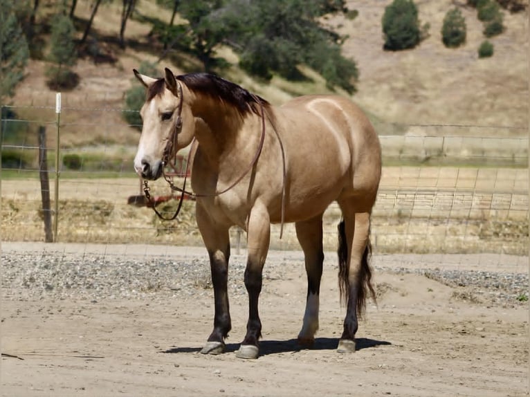 American Quarter Horse Klacz 9 lat 150 cm Jelenia in Tres Pinos
