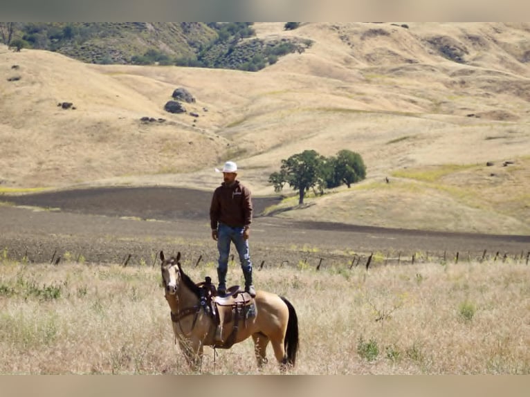 American Quarter Horse Klacz 9 lat 150 cm Jelenia in Tres Pinos