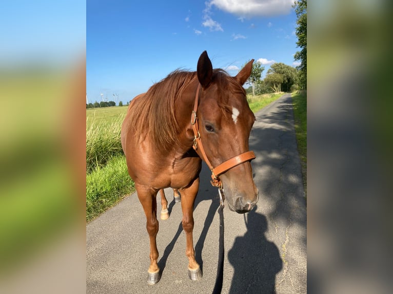 American Quarter Horse Klacz 9 lat 150 cm Kasztanowata in Moorweg