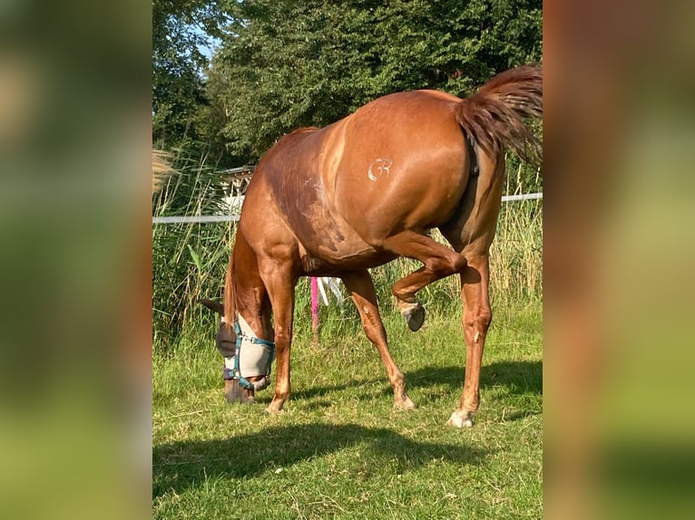 American Quarter Horse Klacz 9 lat 150 cm Kasztanowata in Moorweg