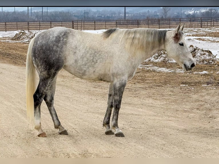 American Quarter Horse Klacz 9 lat 150 cm Siwa in Cannon Falls