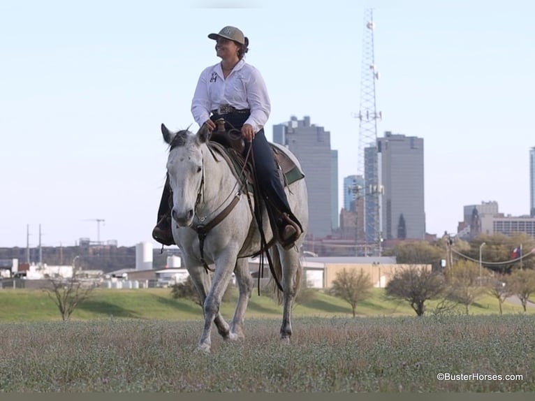 American Quarter Horse Klacz 9 lat 150 cm Siwa in Weatherford TX