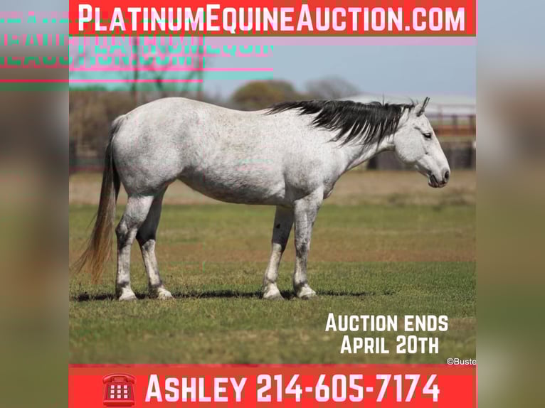 American Quarter Horse Klacz 9 lat 150 cm Siwa in Weatherford TX