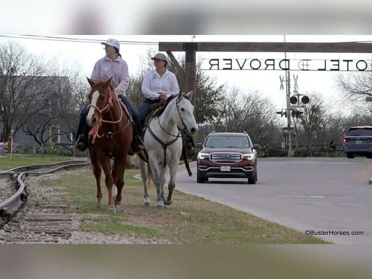 American Quarter Horse Klacz 9 lat 150 cm Siwa in Weatherford TX