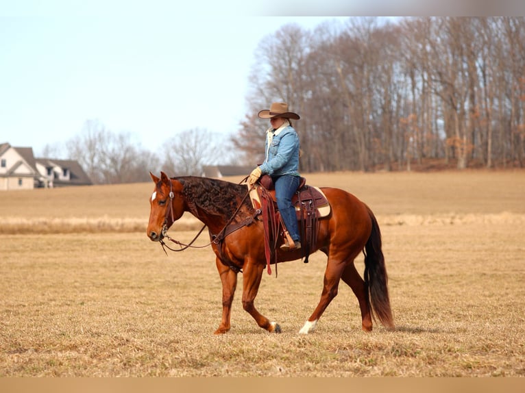 American Quarter Horse Klacz 9 lat 152 cm Cisawa in Clarion