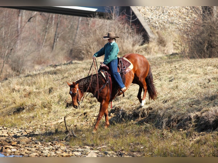 American Quarter Horse Klacz 9 lat 152 cm Cisawa in Clarion