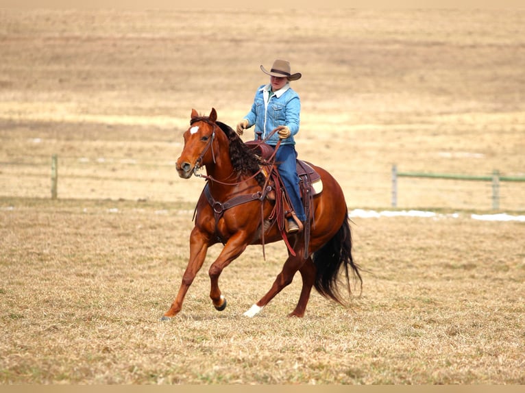 American Quarter Horse Klacz 9 lat 152 cm Cisawa in Clarion