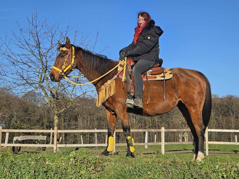 American Quarter Horse Klacz 9 lat 152 cm Gniada in Linkenbach