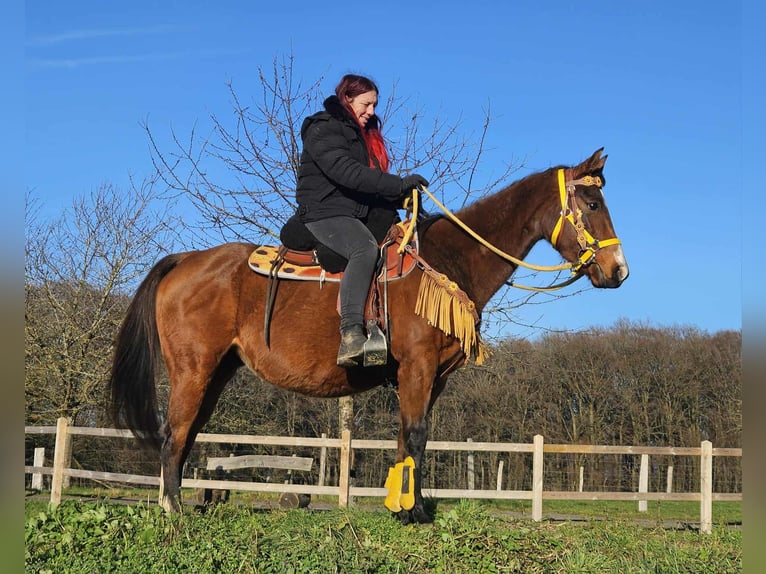 American Quarter Horse Klacz 9 lat 152 cm Gniada in Linkenbach