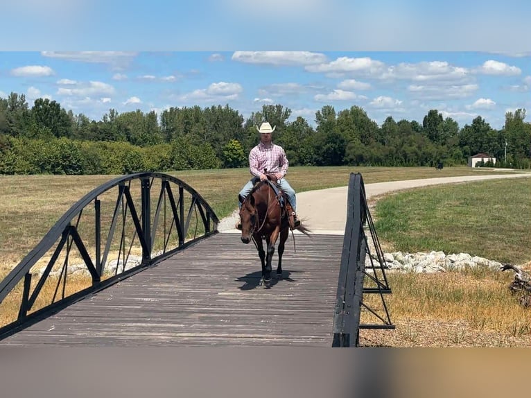 American Quarter Horse Klacz 9 lat 152 cm Gniada in Henderson KY