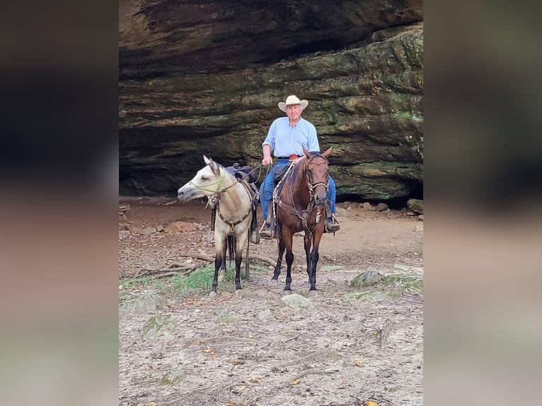 American Quarter Horse Klacz 9 lat 152 cm Gniada in Henderson KY